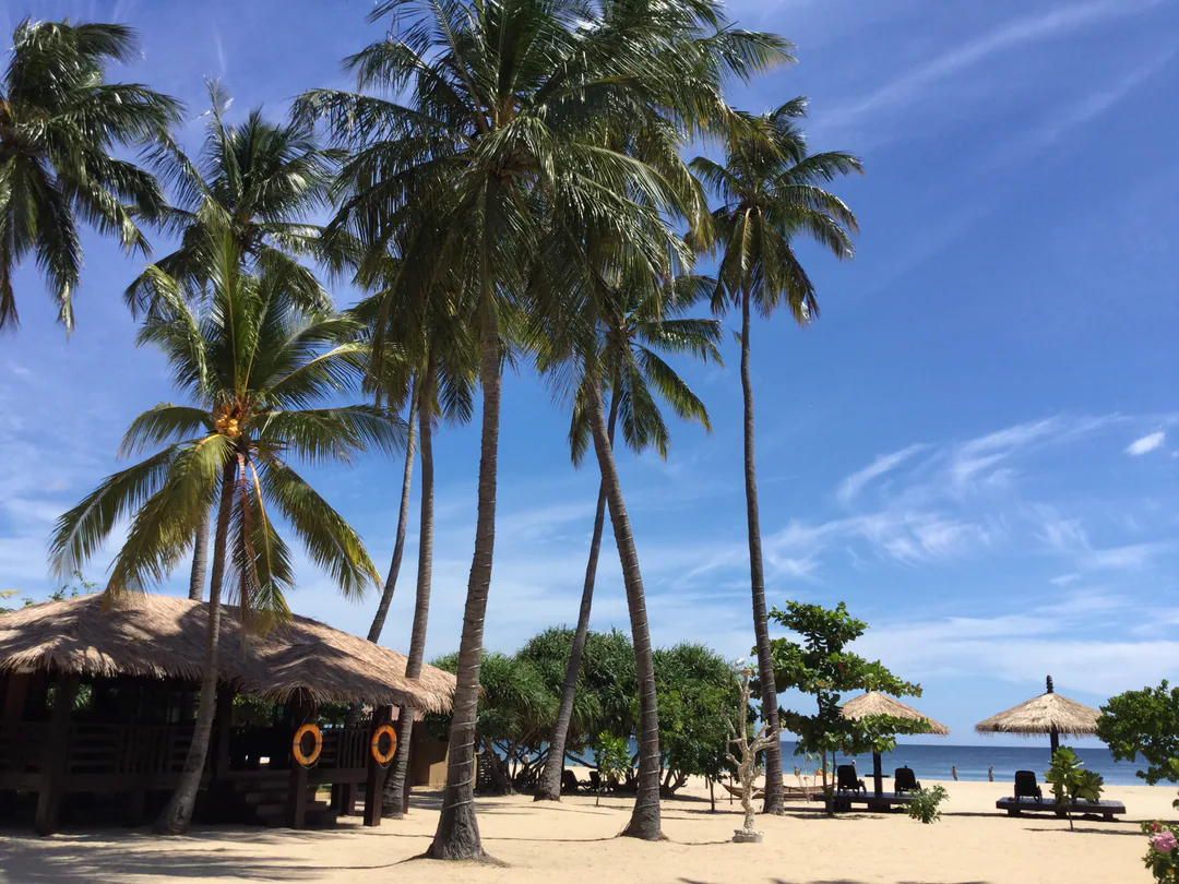 Tall coconut palms over a thatched beach pavilion, with sun loungers and thatched shades on the sand by the sea