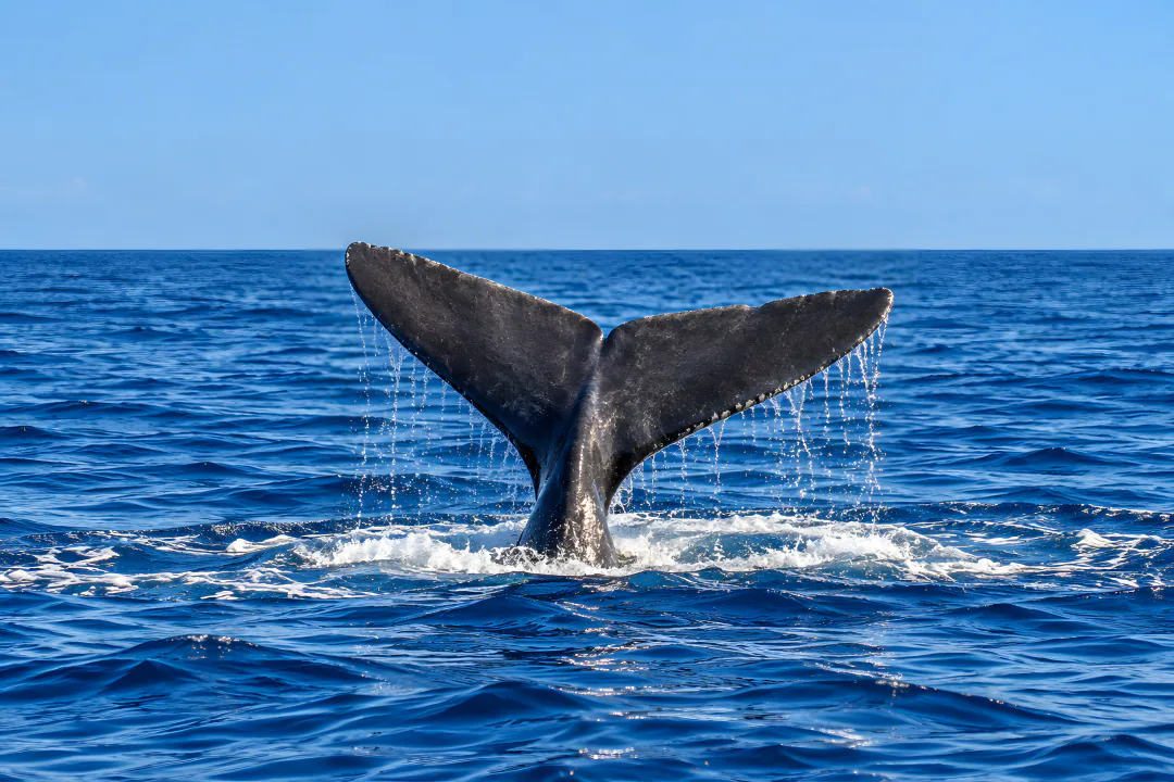 A whale fluke rising from the deep blue sea